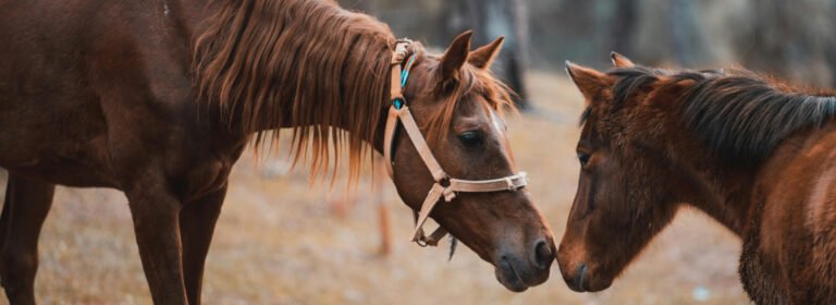 Whispers of ancient lands in every stride.